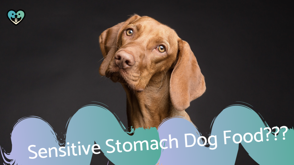 Read and find out more about sensitive stomach dog food in this dog food article