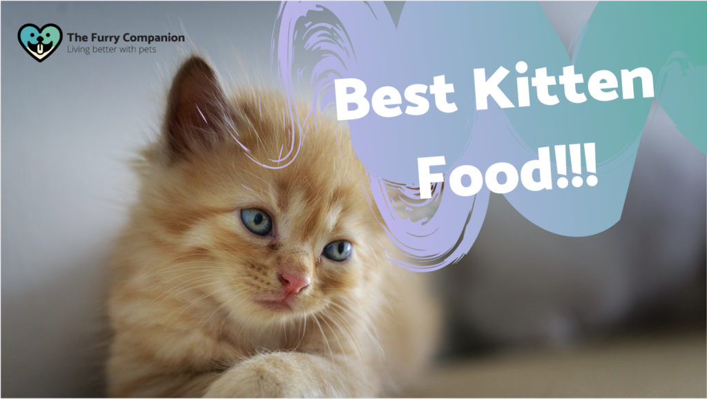 best kitten food