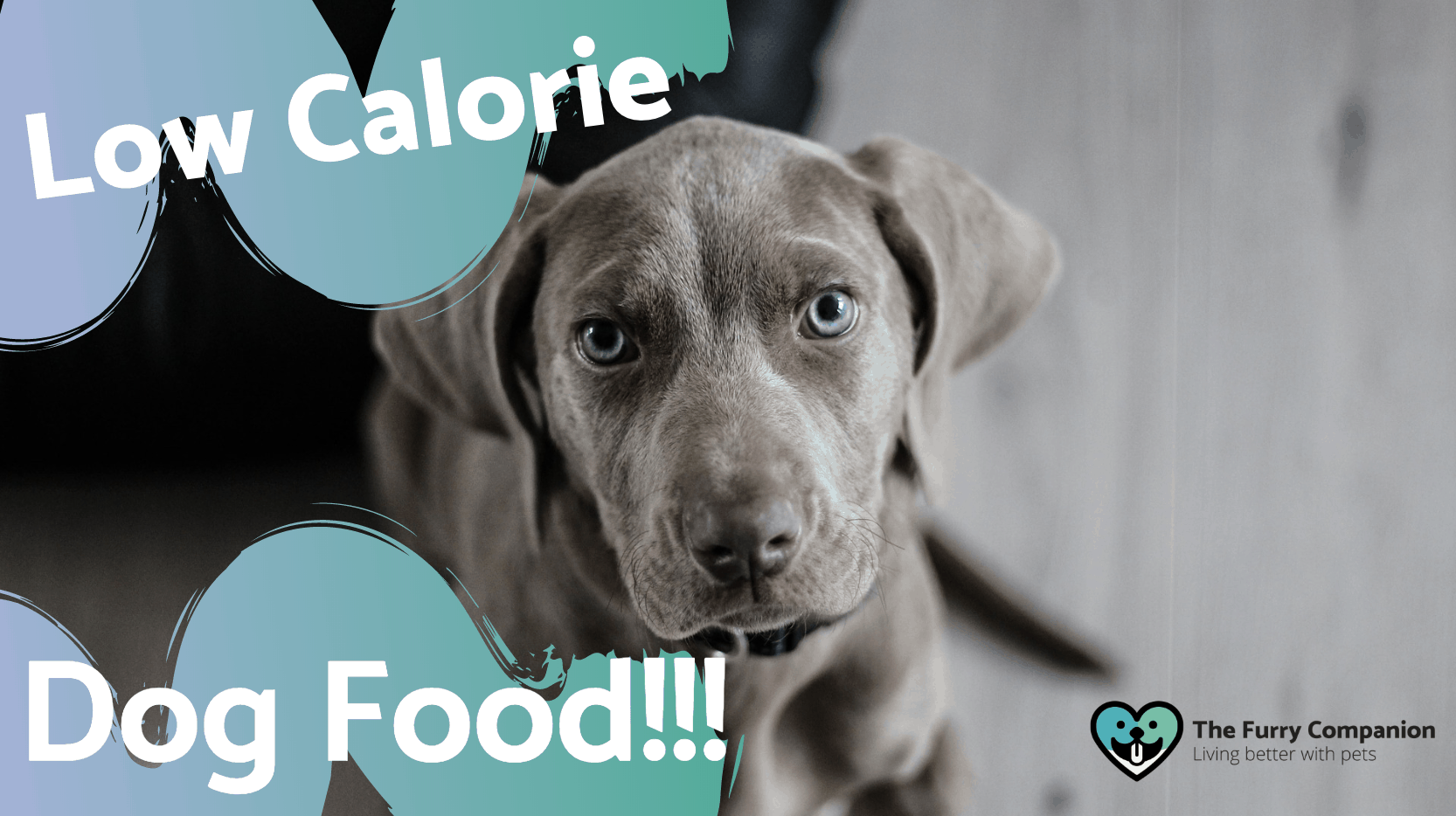 Low Calorie Dog Food 101