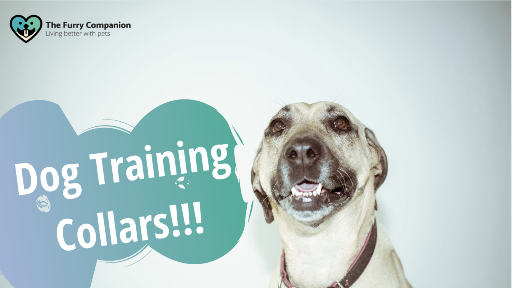 types of dog training collar guide