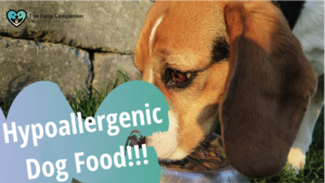 Article on hypoallergenic food for dogs