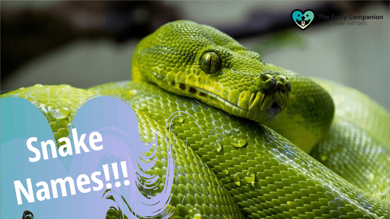 some-of-the-most-hiss-larious-and-creative-snake-names-the-furry