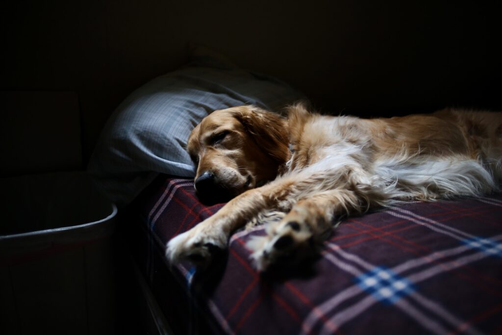 orthopedic dog bed