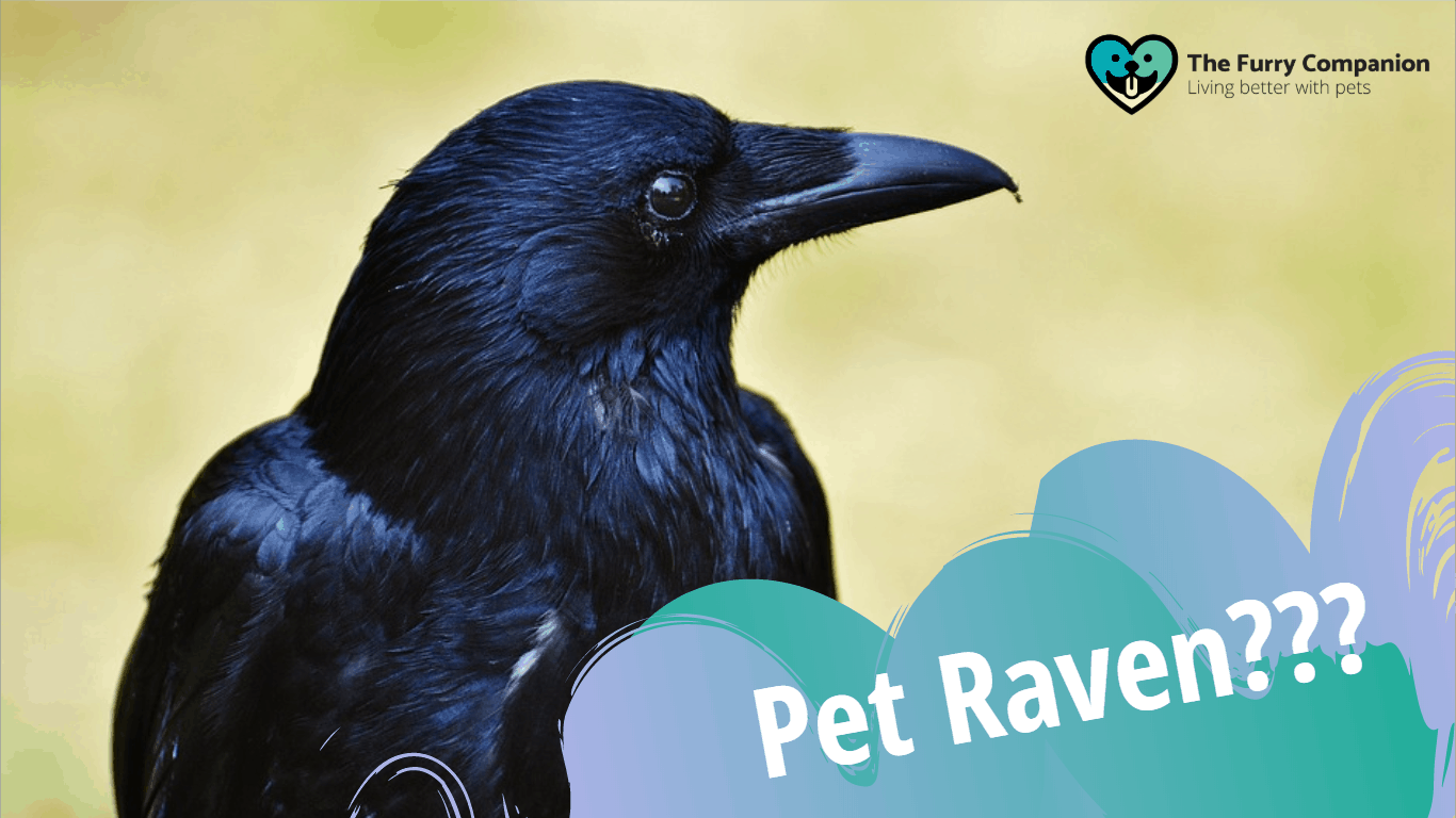 Pet Ravens 7 Painstaking Reasons Why It Is A Horrible Idea The Furry Companion