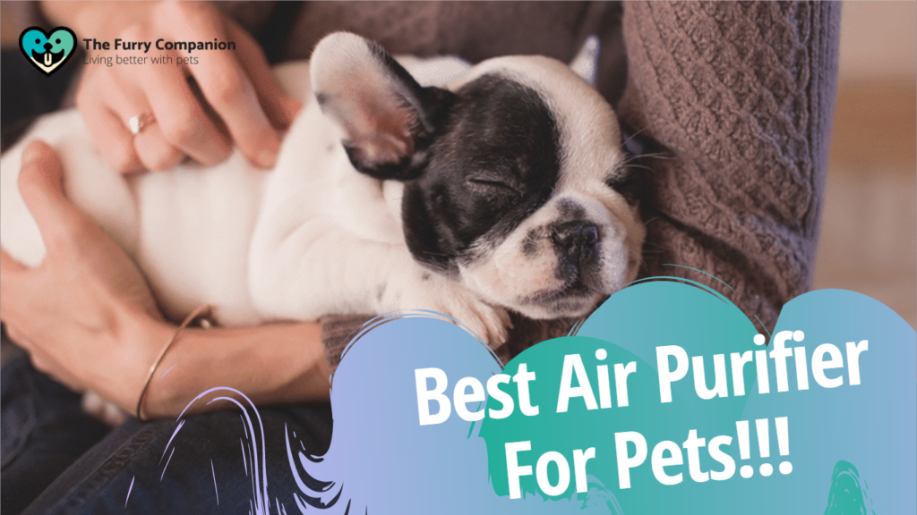 best air purifier for pets