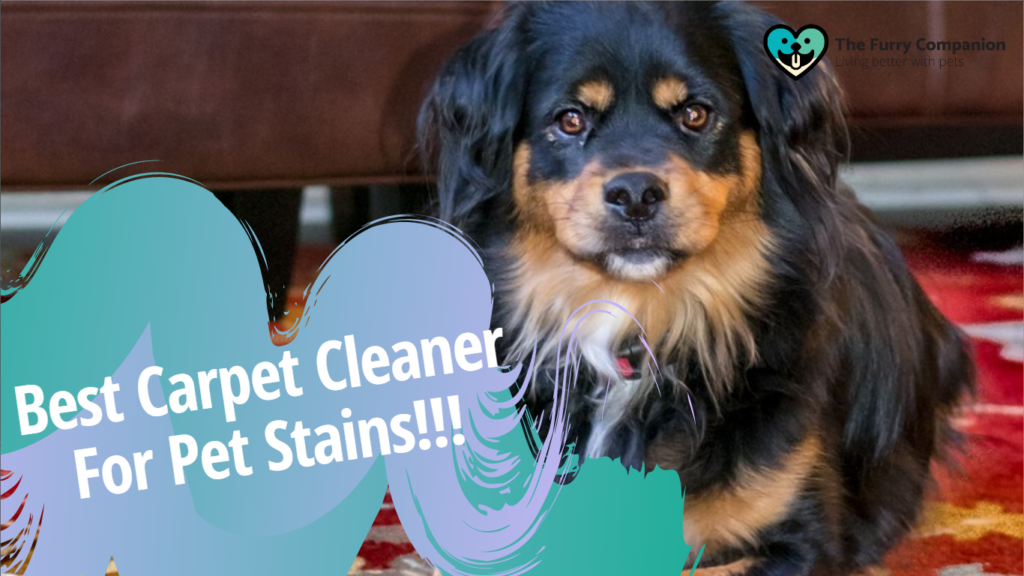 best carpet cleaner for pet stains