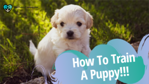how to train a puppy