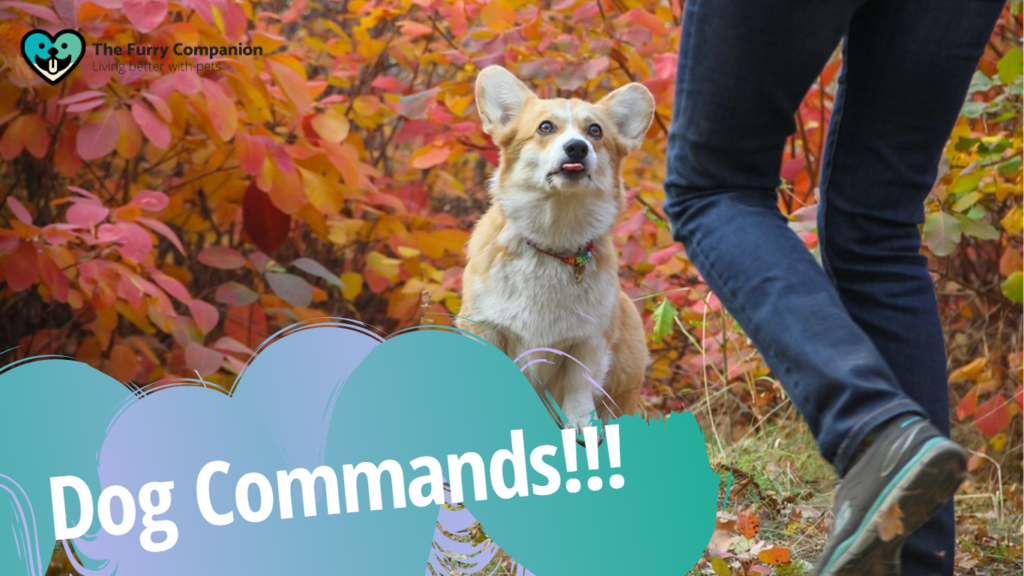 dog commands