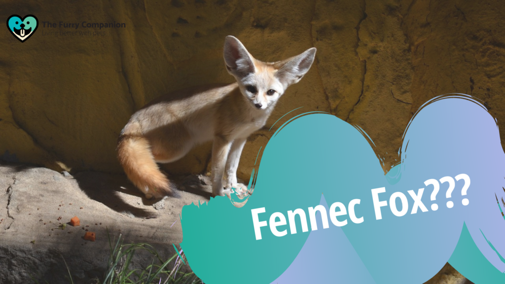 Ten Things You Should Know About Keeping Fennec Fox As A Pet The Furry Companion,Quinoa Protein Bowl