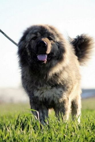russian bear dog