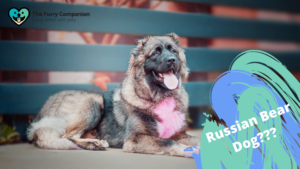 image: russian bear dog; source: https://www.flickr.com/photos/161894595@N03/46759737714/in/photostream/ (image is edited)