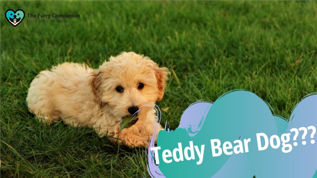 teddy bear dog