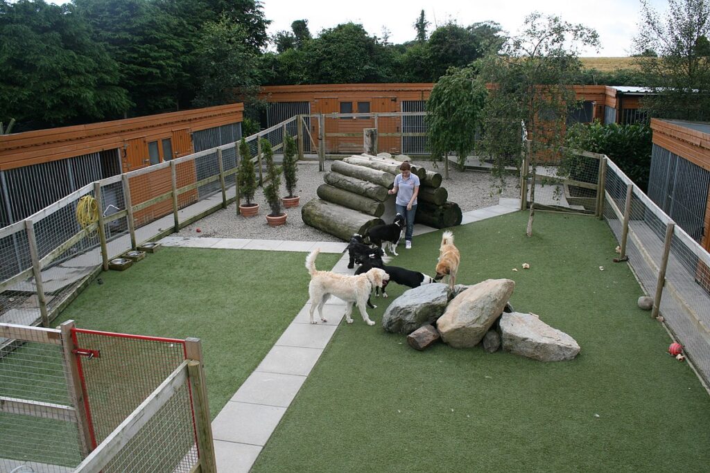 10 Factors To Consider For The Best Dog Boarding Near Me The Furry 