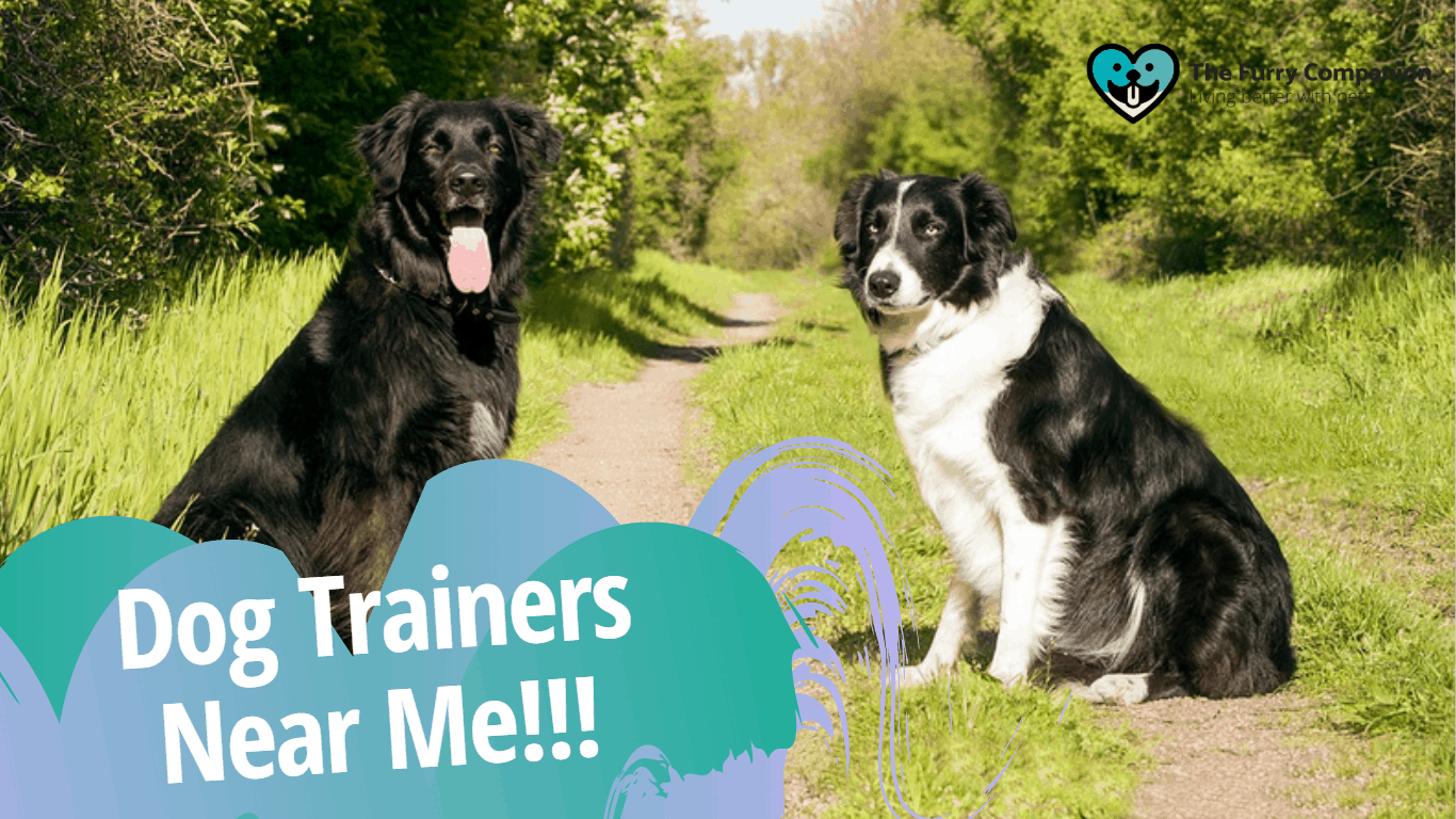 How To Choose The Best Among The Dog Trainers Near Me ...