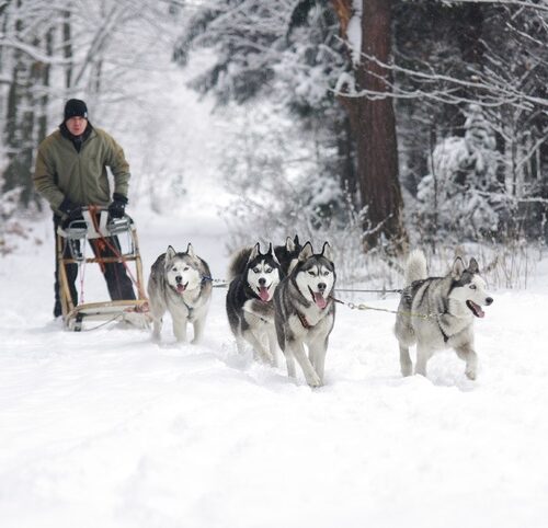 husky