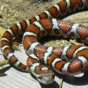 Milk Snake 101: A Guide On How To Take Care Of The Best Pet Snake | The ...