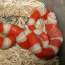 Milk Snake 101: A Guide On How To Take Care Of The Best Pet Snake | The Furry Companion