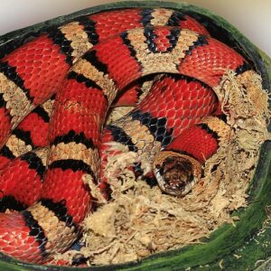 Milk Snake 101: A Guide On How To Take Care Of The Best Pet Snake | The ...