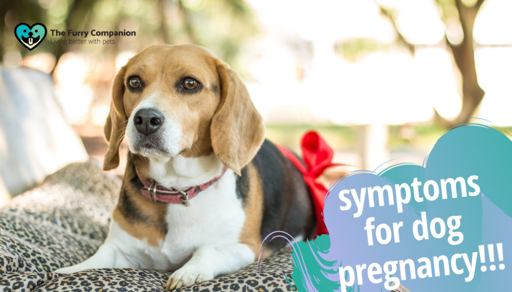 symptoms for dog pregnancy