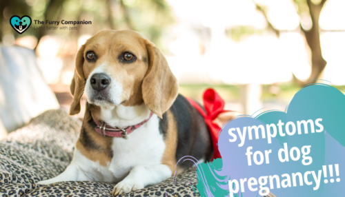 What Are The Symptoms For Dog Pregnancy? | The Furry Companion