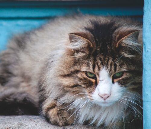 A Guide On How To Deal With Blood In Cat Stool | The Furry Companion