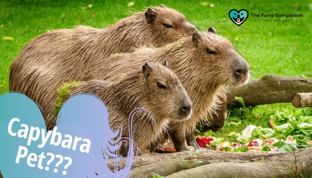 capybara pet