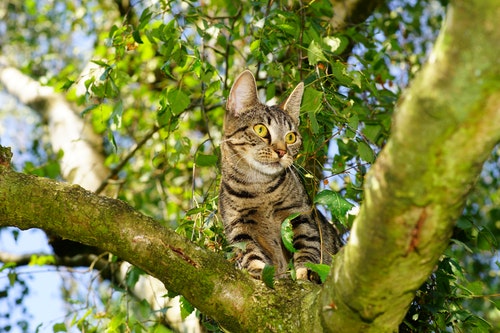 8 Steps In Building A Stable DIY Cat Tree Tower | The Furry Companion