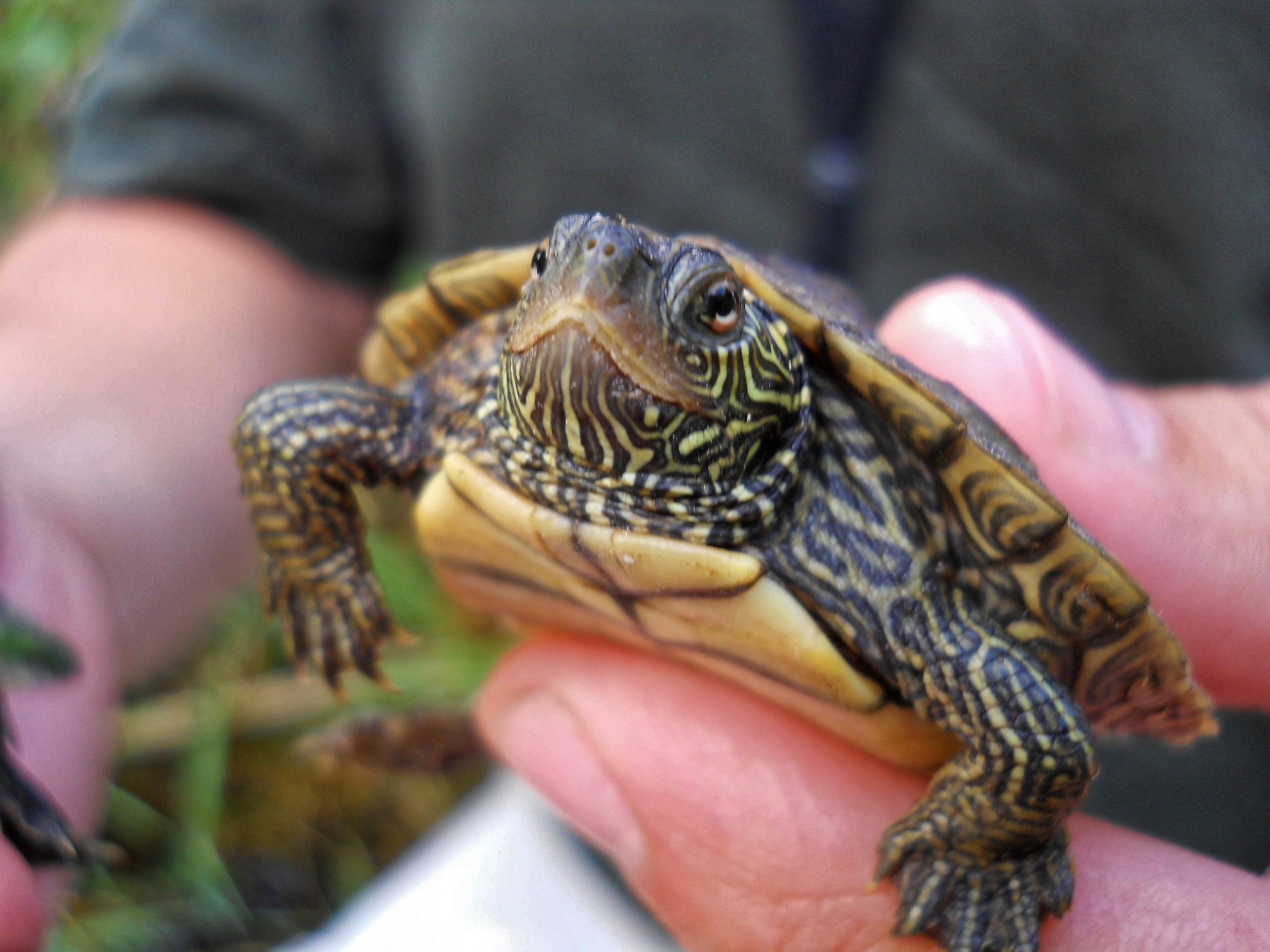 20-pet-turtle-names-you-ll-surely-love