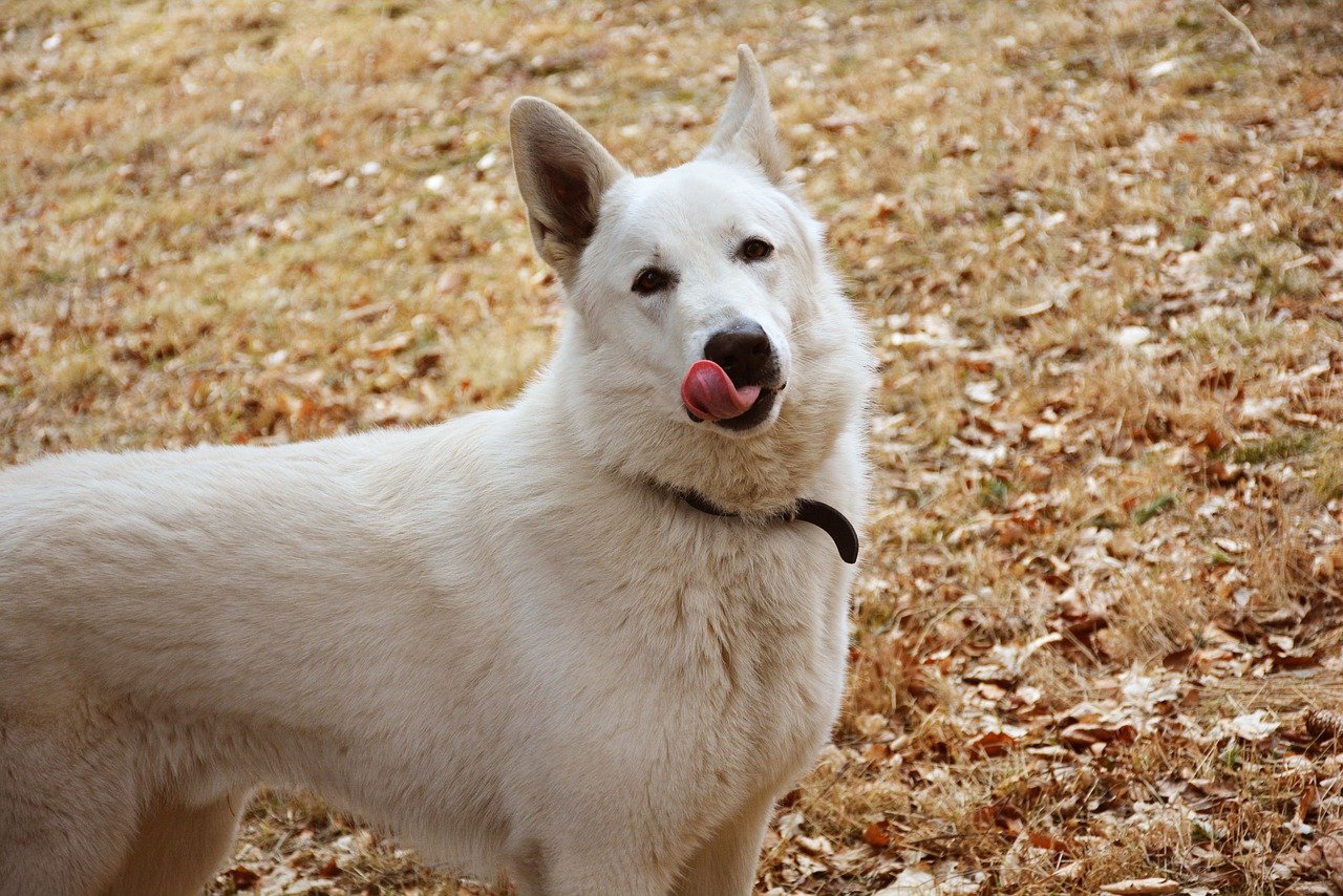 A Dog's Kiss: Why Do Dogs Lick You? | The Furry Companion