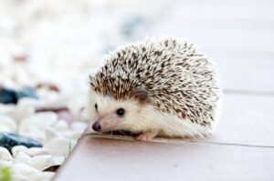 hedgehog care