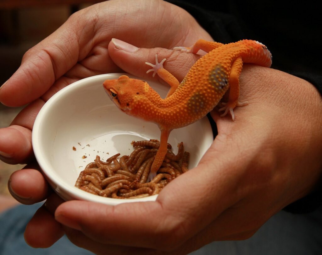 Lizard Diet 101 What Do Lizards Eat? The Furry Companion