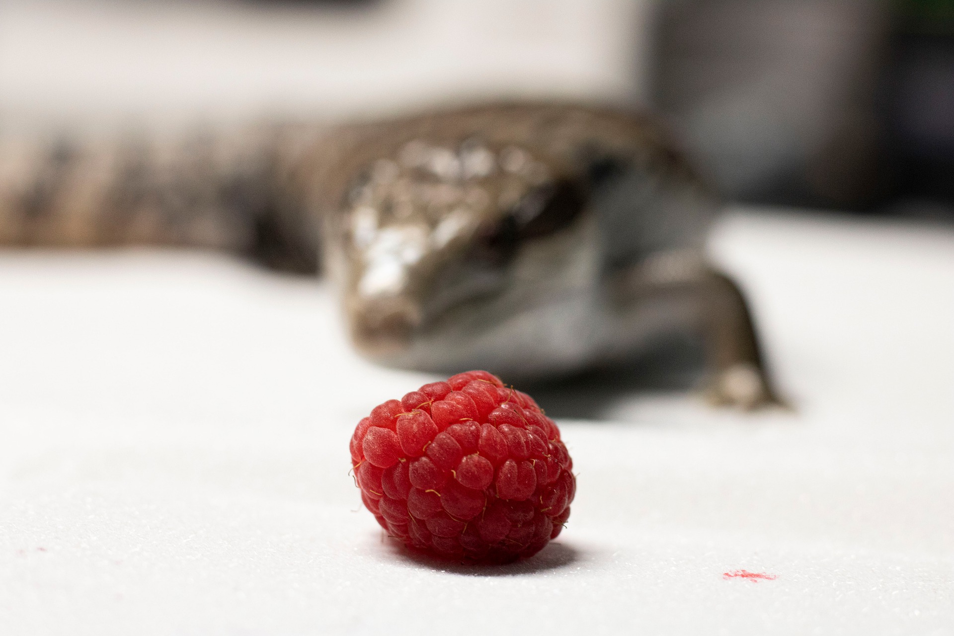 Lizard Diet 101 What Do Lizards Eat The Furry Companion