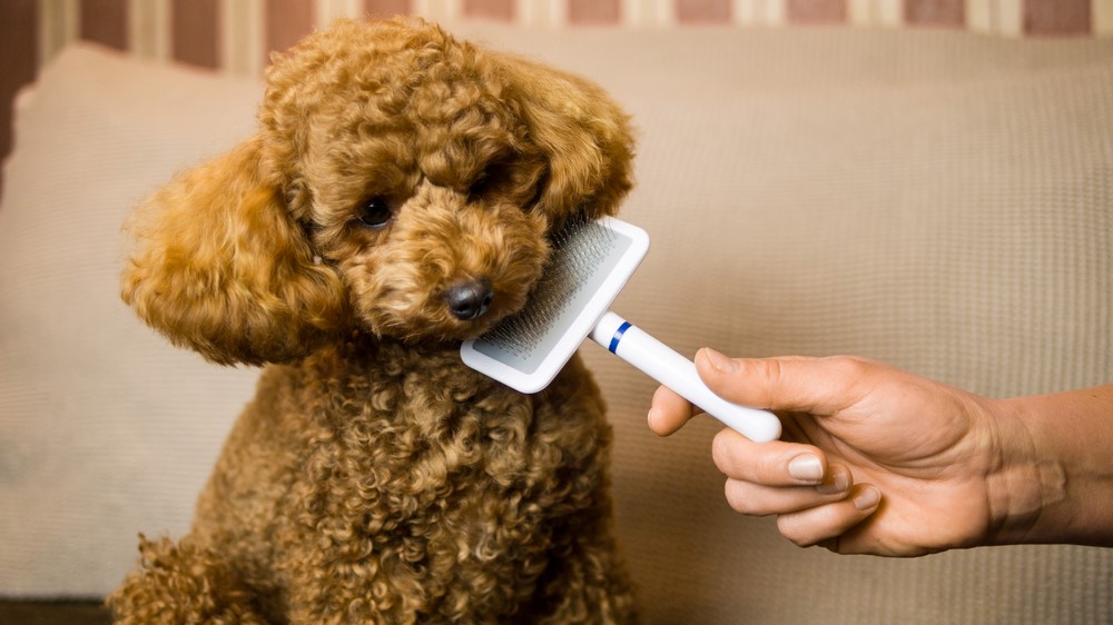 poodles care tips