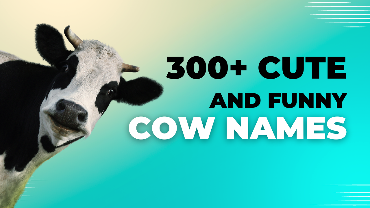 300-cute-and-funny-cow-names-the-furry-companion