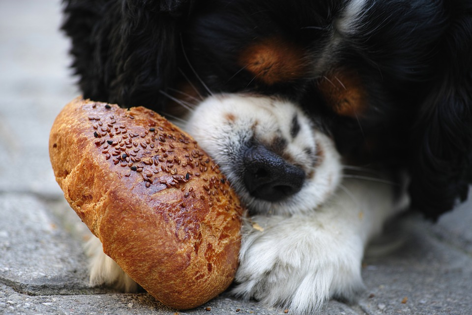 Cute pup eating bread