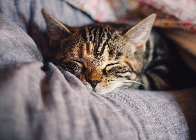 Every cat lovers' burning question: Do cats love their owners?