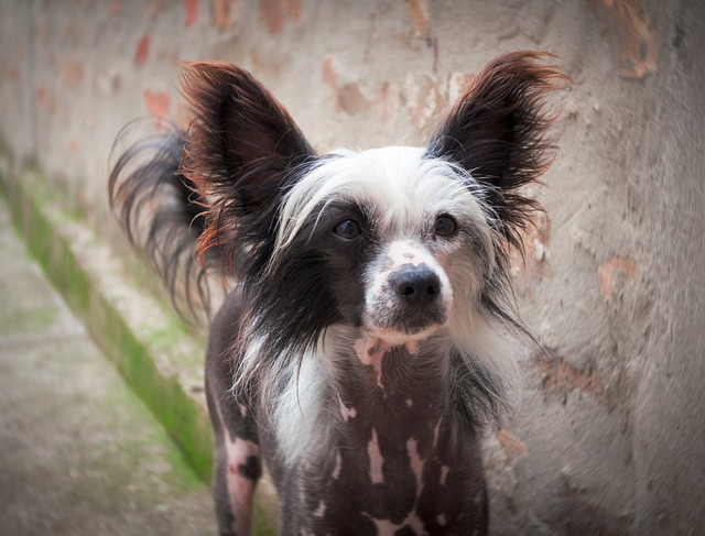 chinese crested puppy, chinese crested dog, puppy