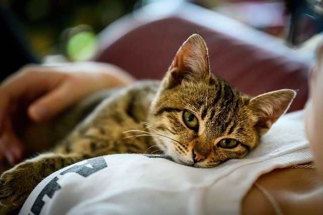 Meow! What cat owners should take note of about their pet cat behavior
