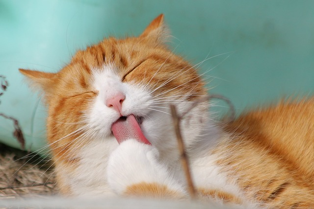 Many cat owners ask if licking means love. The answer is yes!